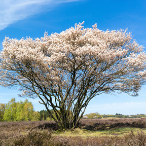 Vente Amélanchier du Canada - Amelanchier canadensis