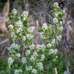 Amélanchier du Canada - Amelanchier canadensis - Willemse