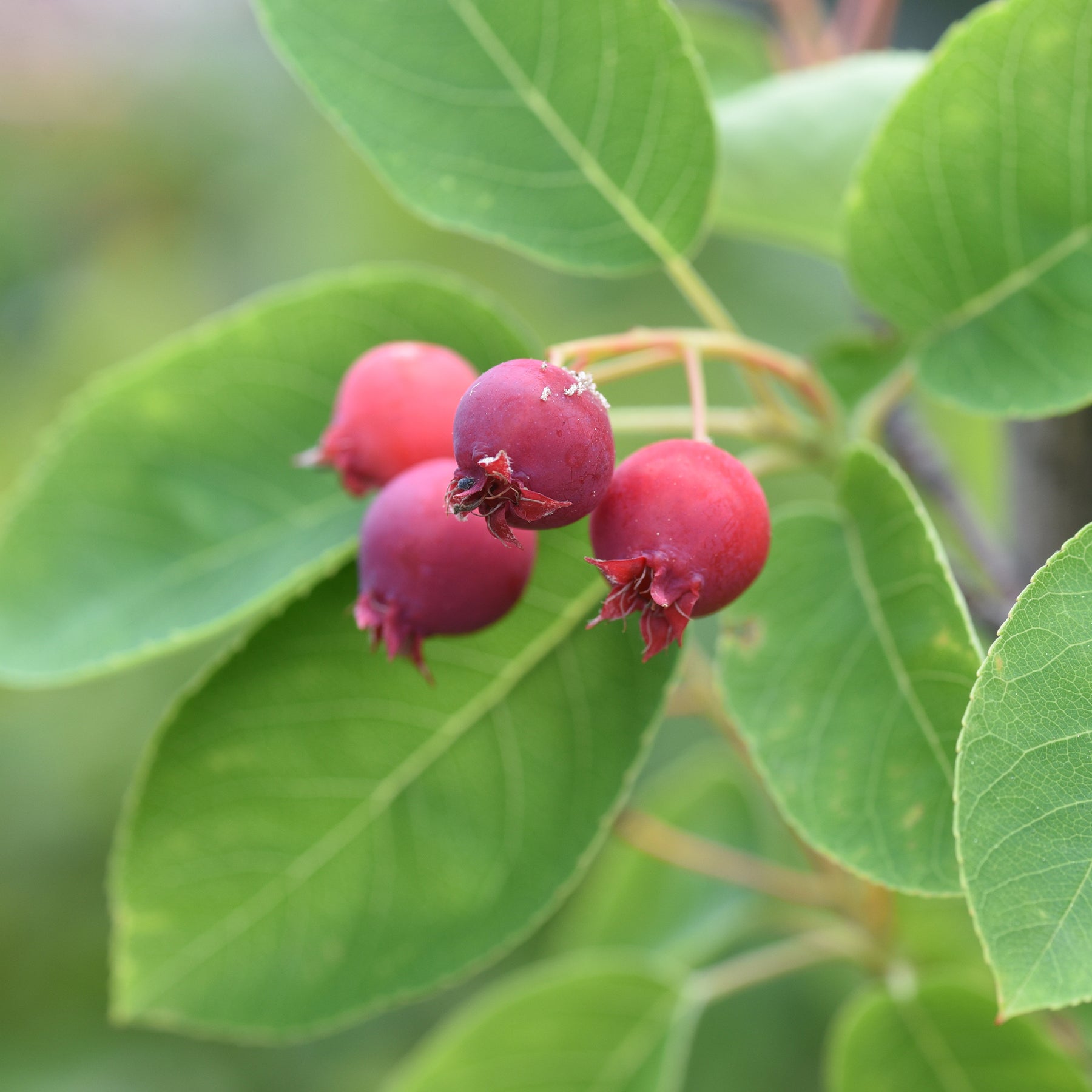 Amélanchier - Amélanchier du Canada - Amelanchier canadensis