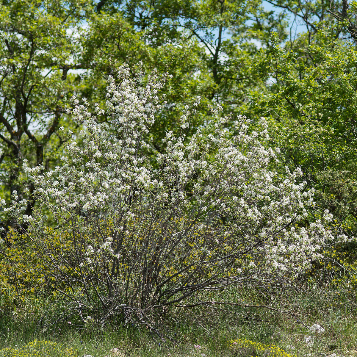 Amélanchier des Bois - Willemse