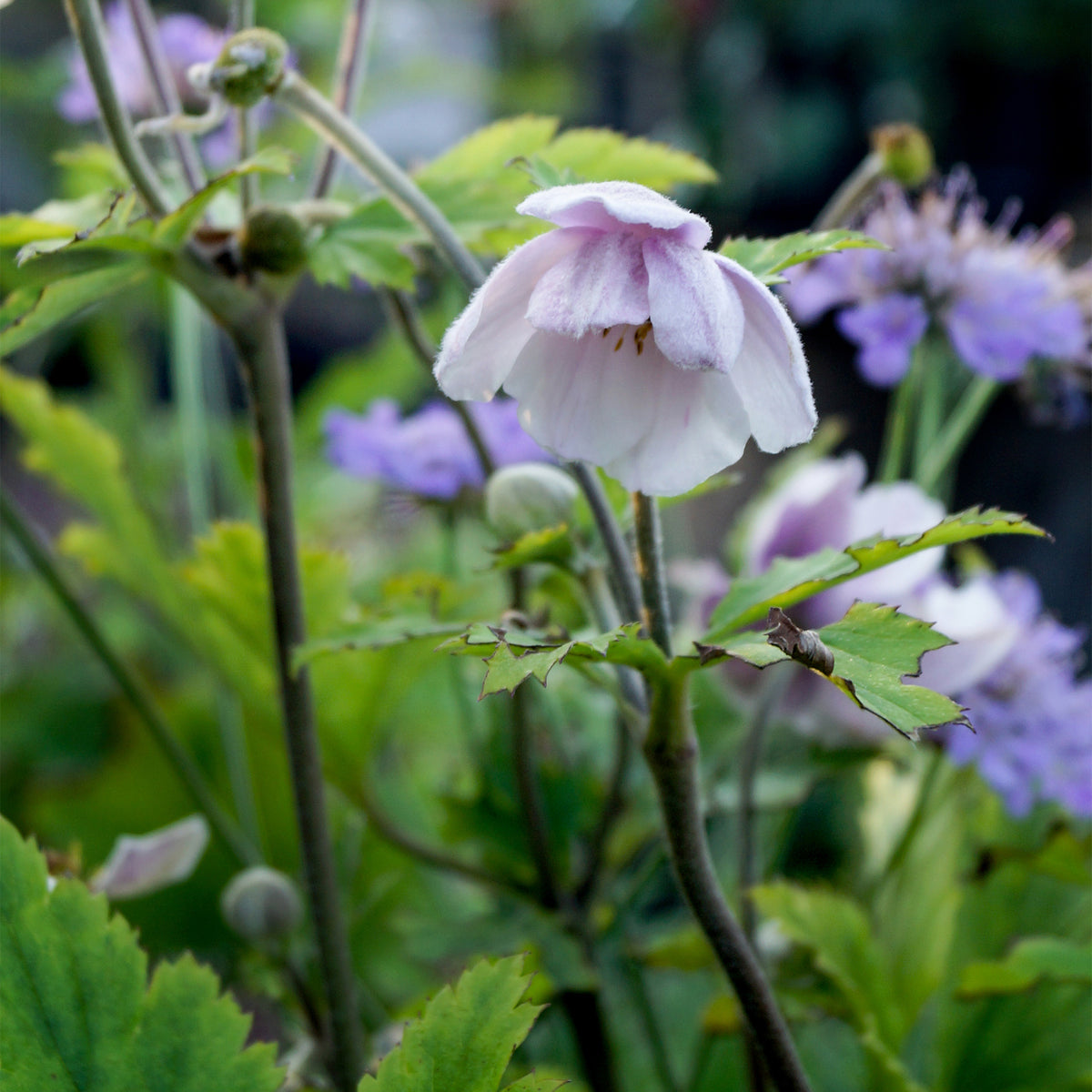 Anémone du Japon Ruffled Swan - Anemone Ruffled Swan - Willemse