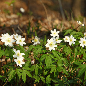 Anemone nemorosa - Anémone des bois - Anémones