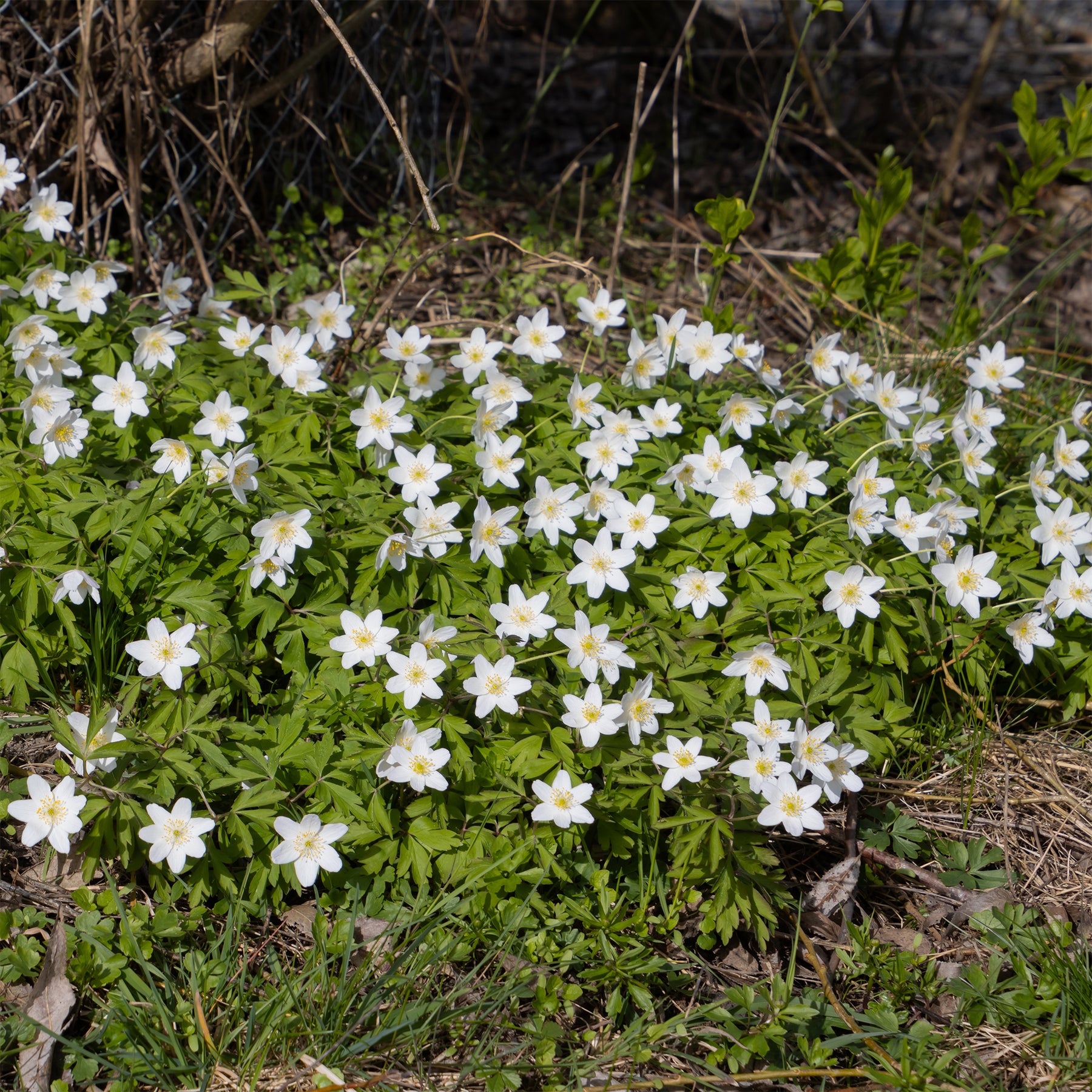 Anémone des bois - Anemone nemorosa - Willemse