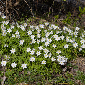 Anémone des bois - Anemone nemorosa - Willemse