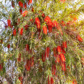 Rince-bouteille rouge - Willemse