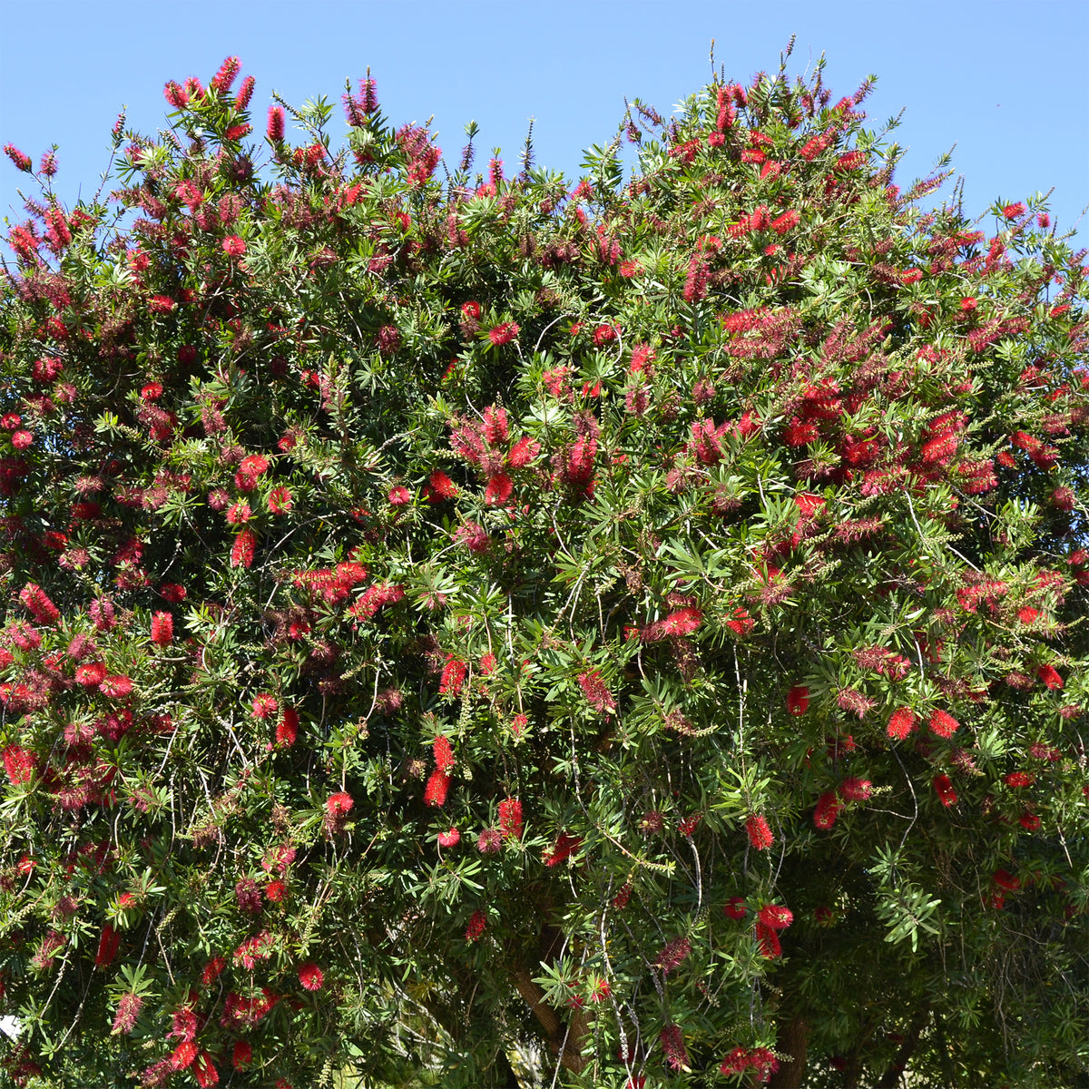 Rince-bouteille rouge - Callistemon rigidus - Willemse