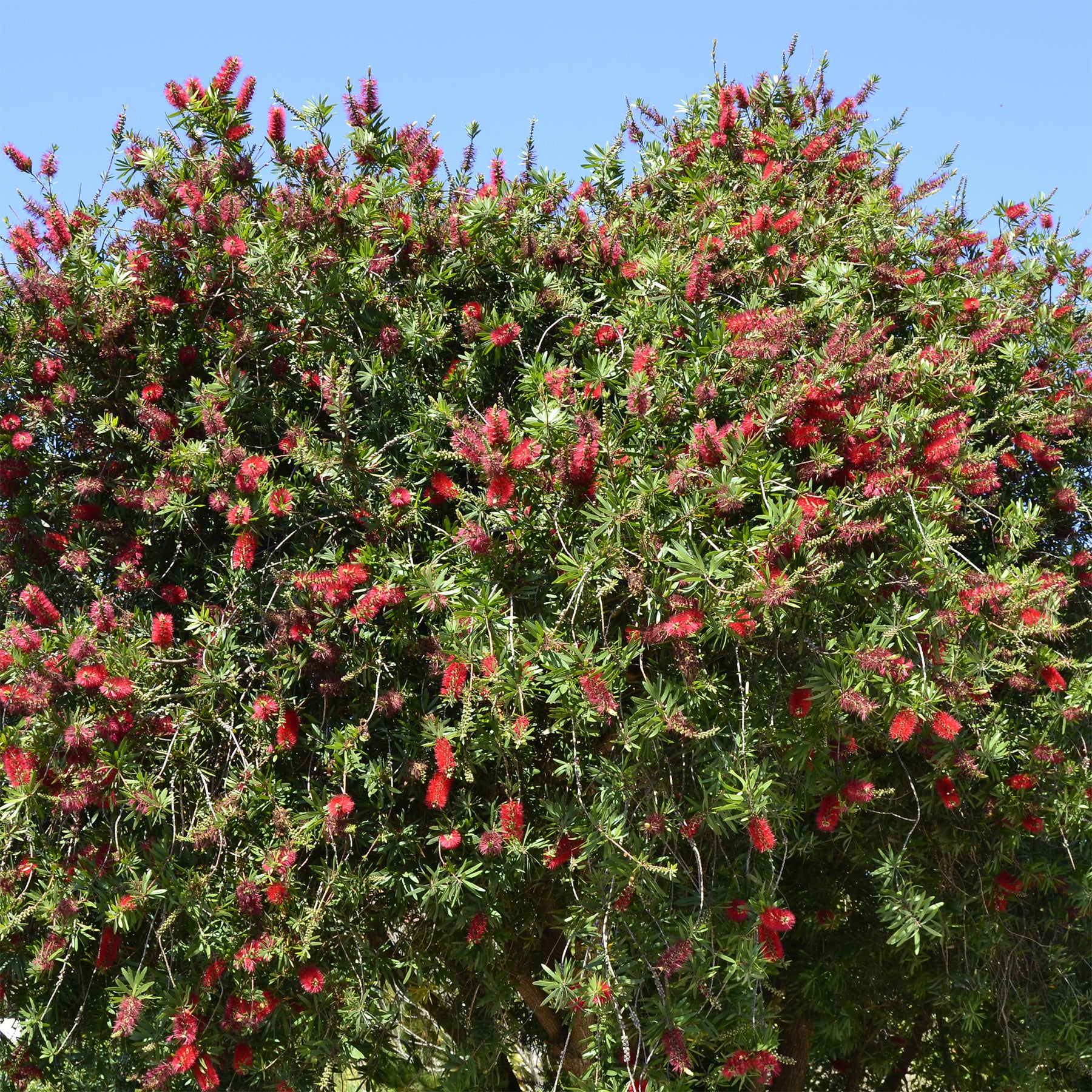 Rince-bouteille rouge - Callistemon rigidus - Willemse