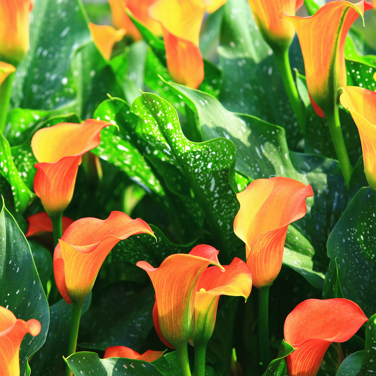 2 Calla Peach Pearl - Canna Peach Pearl - Willemse