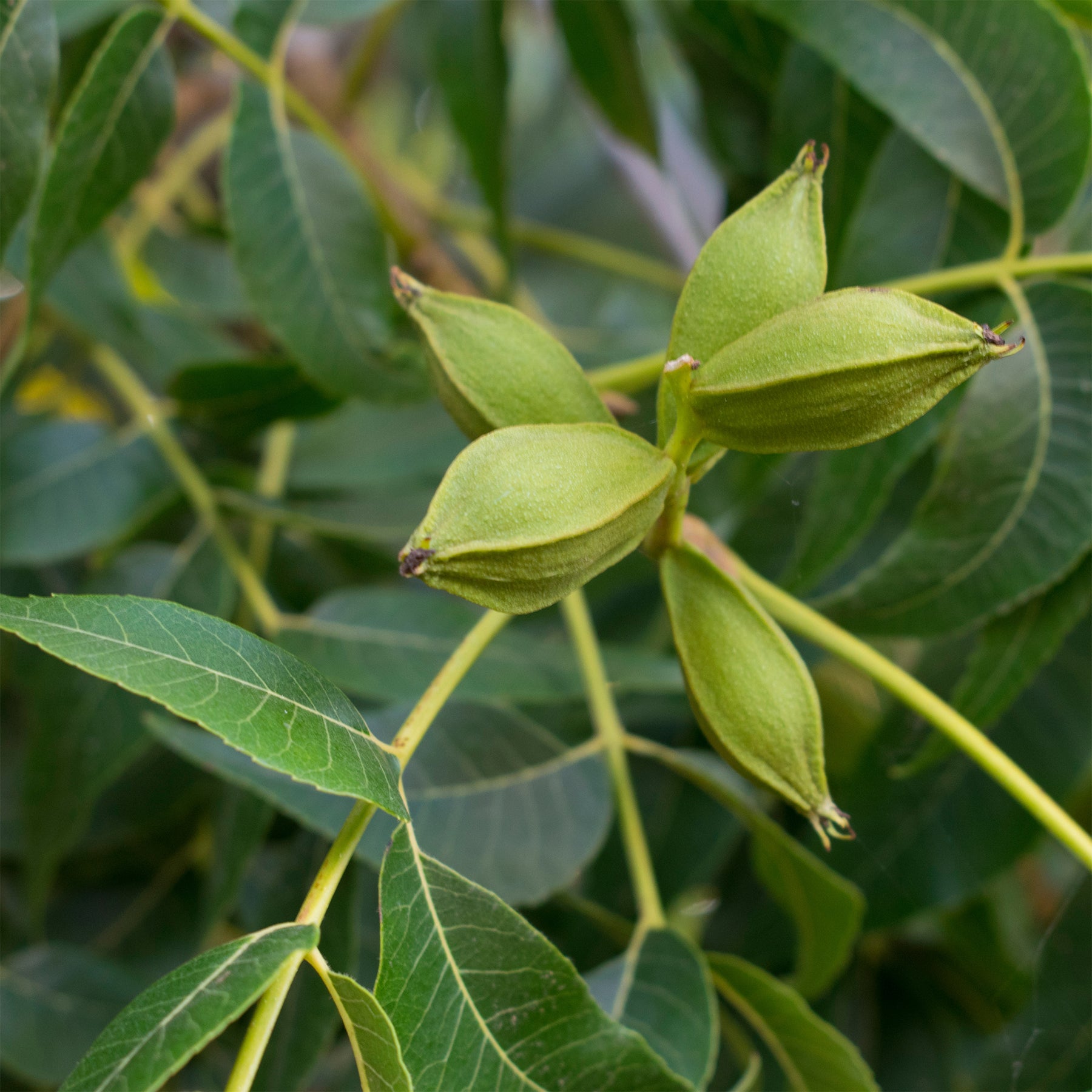 Pacanier - Carya illinoinensis - Willemse