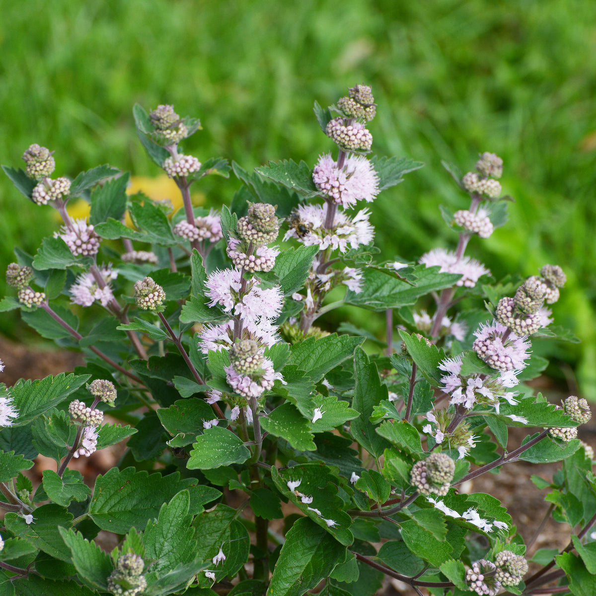 Caryopteris Stephi® Rose - Willemse