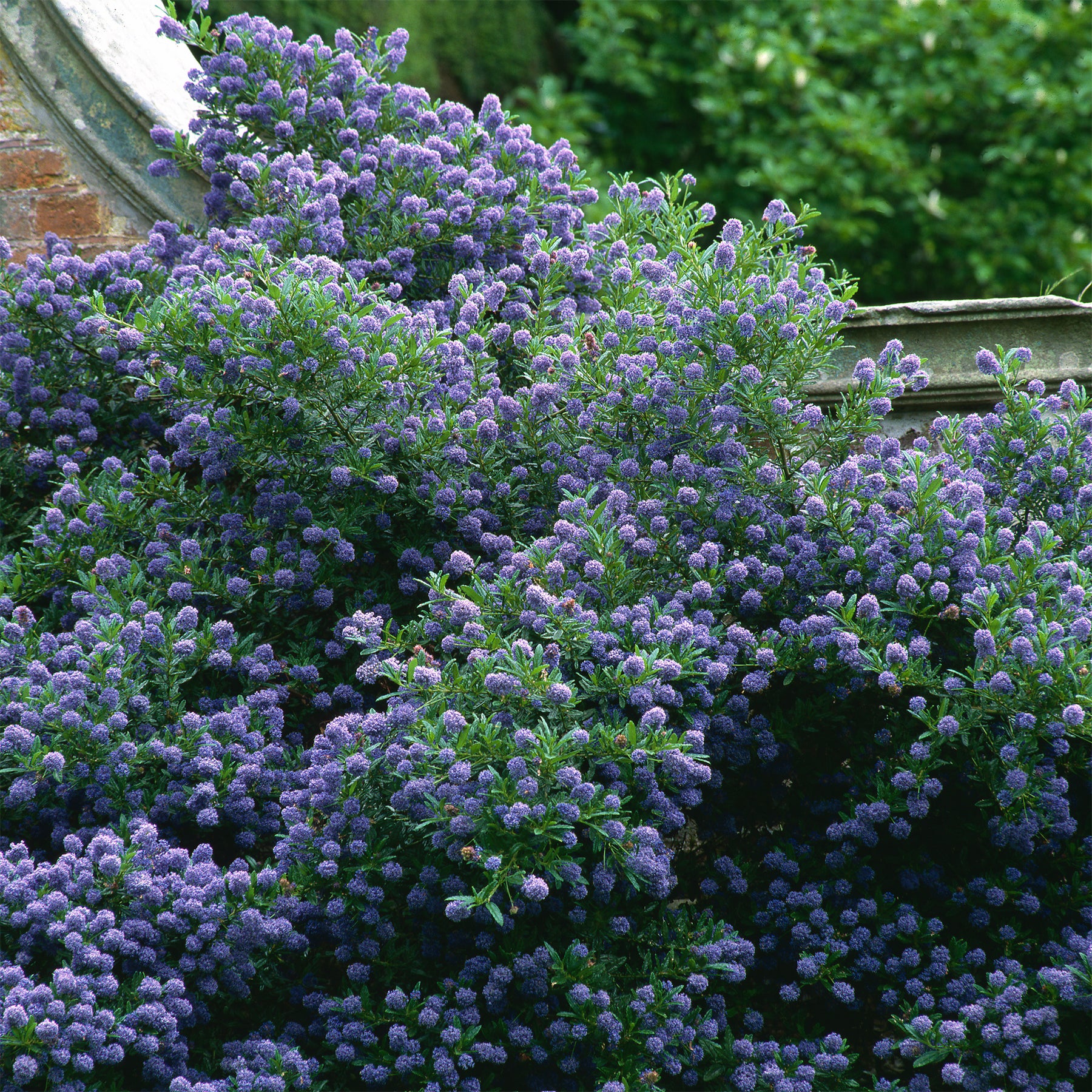 Céanothe Automnal Blue - Lilas de Californie - Ceanothus Autumnal Blue - Willemse