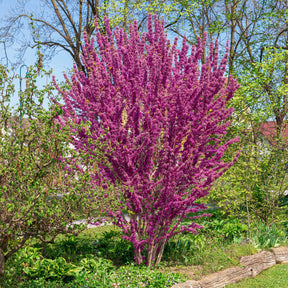 Cercis chinensis - Gainier de Chine - Gainier - Cercis