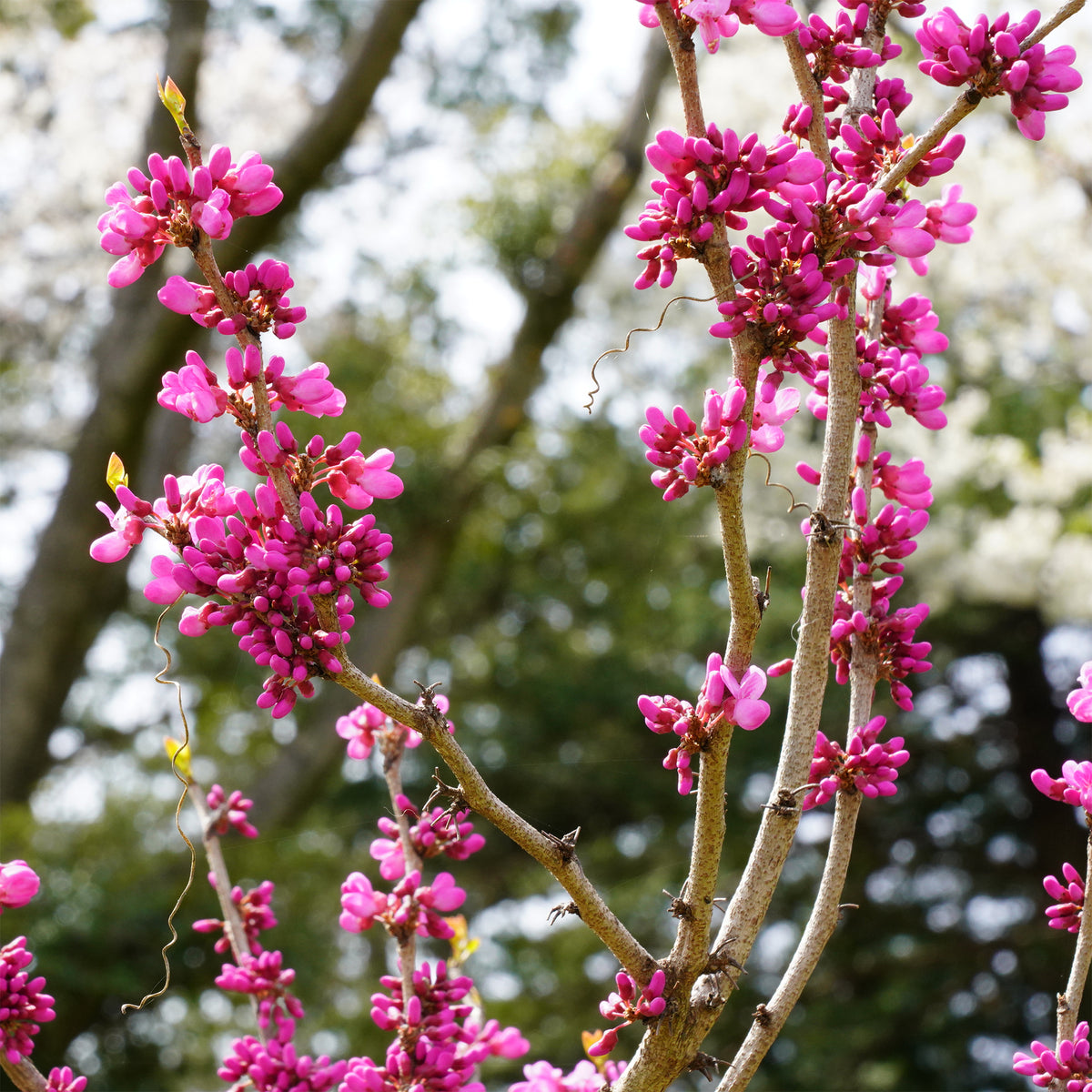 Gainier de Chine - Cercis chinensis - Willemse