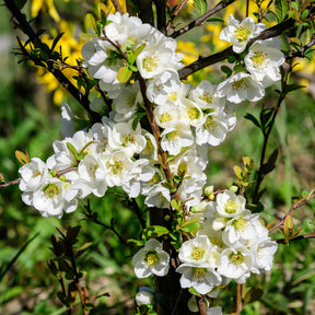 Chaenomeles superba Jet Trail - Cognassier du Japon Jet Trail Blanc - Cognassier du Japon