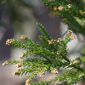 Cryptomeria japonica - Cèdre du Japon - Conifères