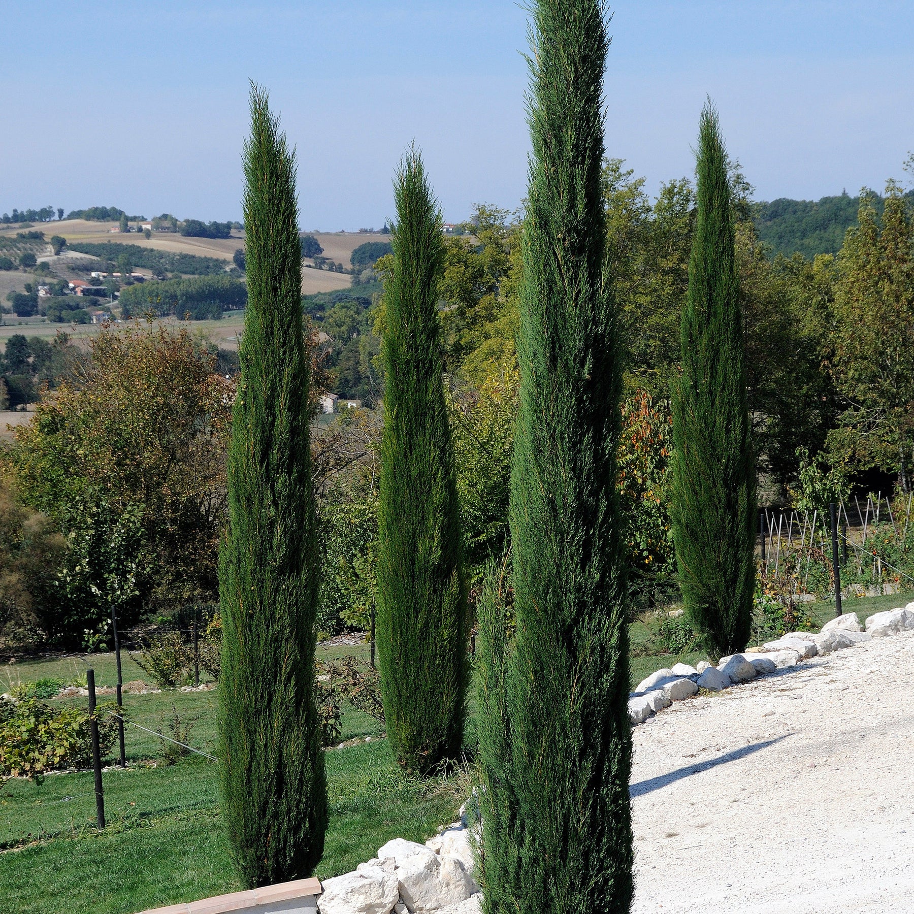 Cupressus sempervirens Stricta - Cyprès d'Italie Stricta - Conifères