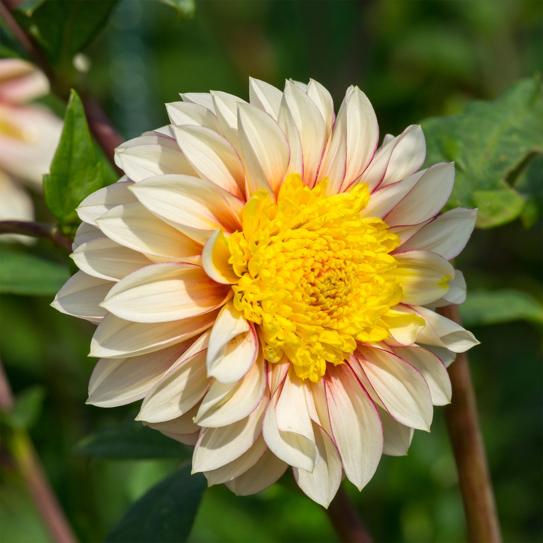 Dahlia Polka - Willemse