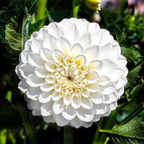 3 Dahlias Boom Boom White - Willemse