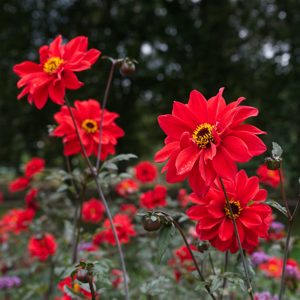 Dahlia Bishop of Llandaff - Willemse