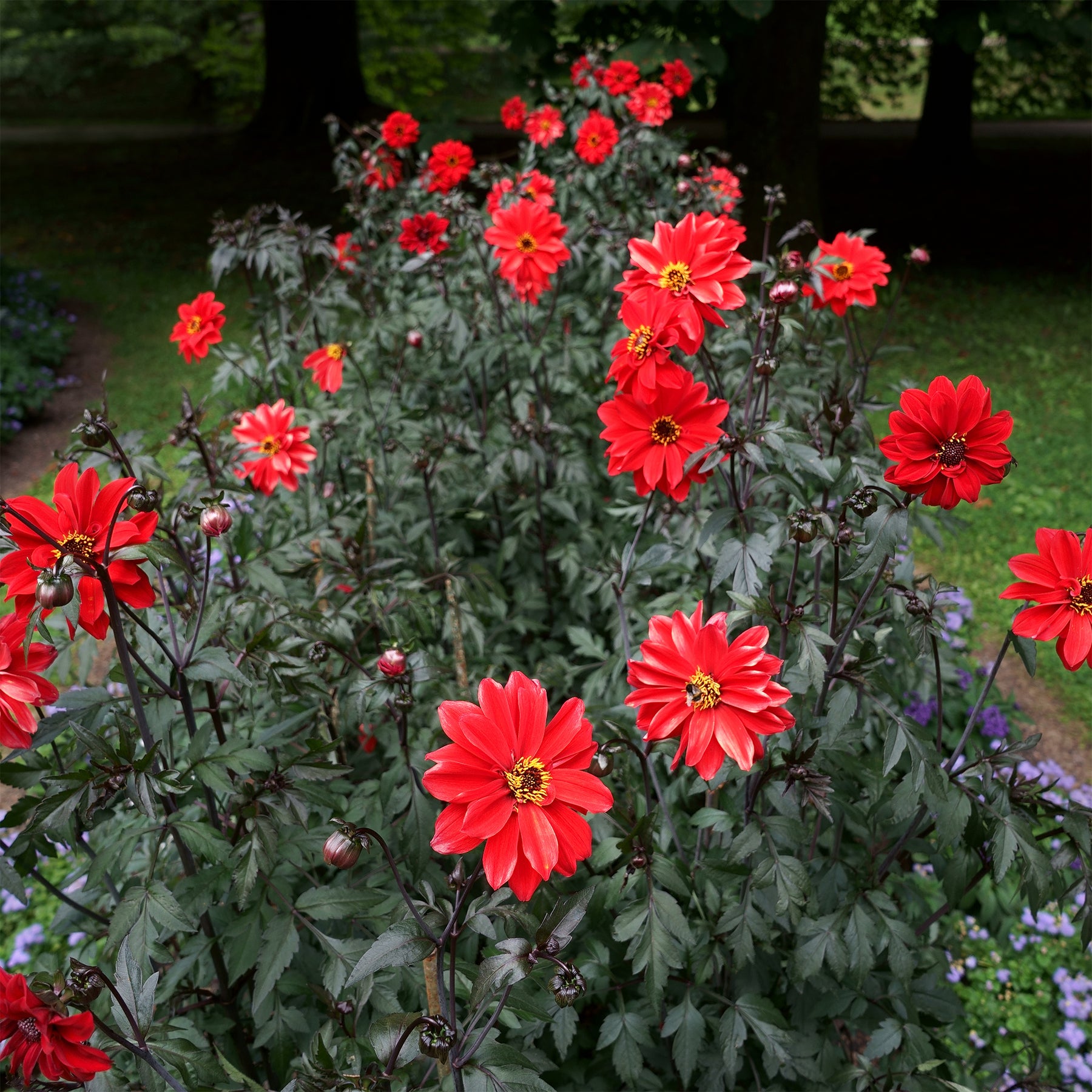 Dahlia Bishop of Llandaff - Dahlia Bishop of Llandaff - Dahlia