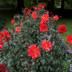 Dahlia Bishop of Llandaff - Dahlia Bishop of Llandaff - Dahlia