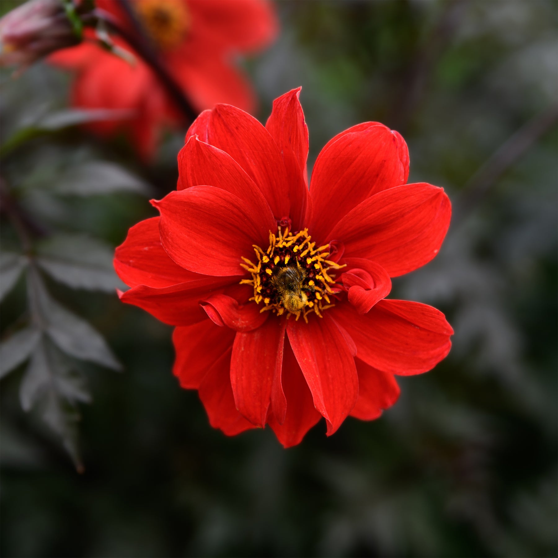 Dahlia Bishop of Llandaff - Dahlia Bishop of Llandaff - Willemse