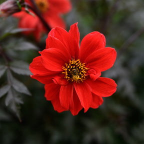 Dahlia Bishop of Llandaff - Dahlia Bishop of Llandaff - Willemse