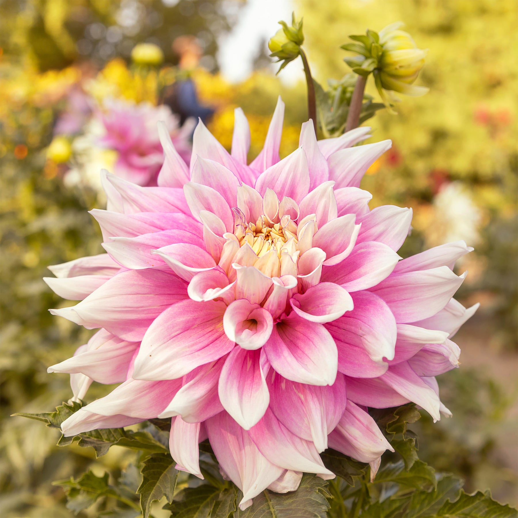 Dahlia à grandes fleurs Break Out - Dahlia Break Out - Willemse