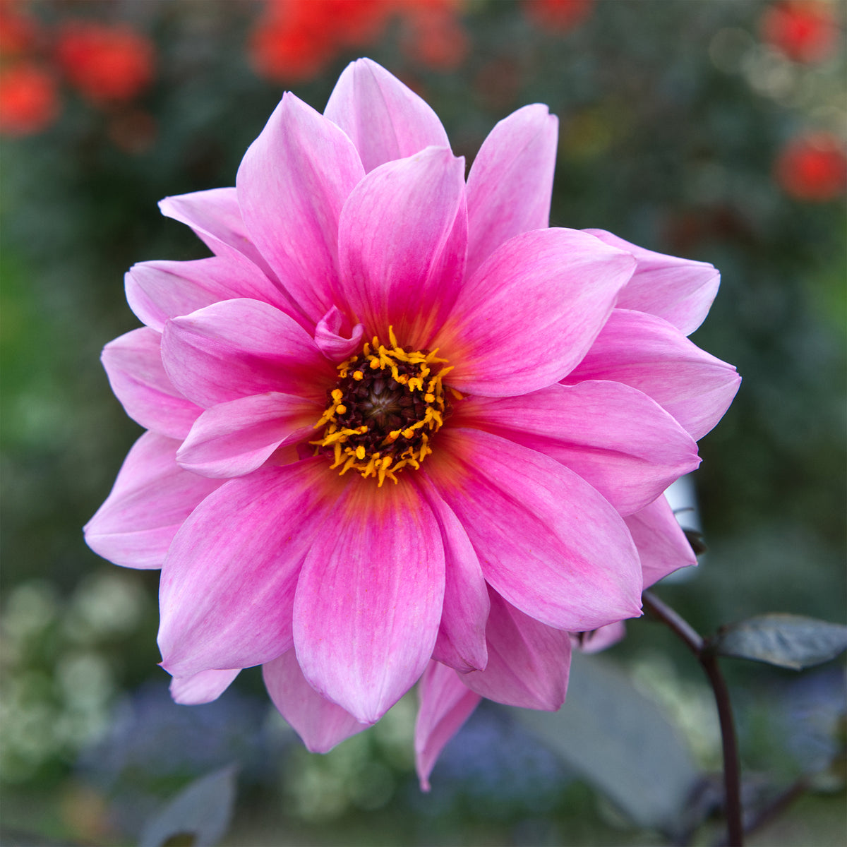 Dahlia Fascination - Willemse