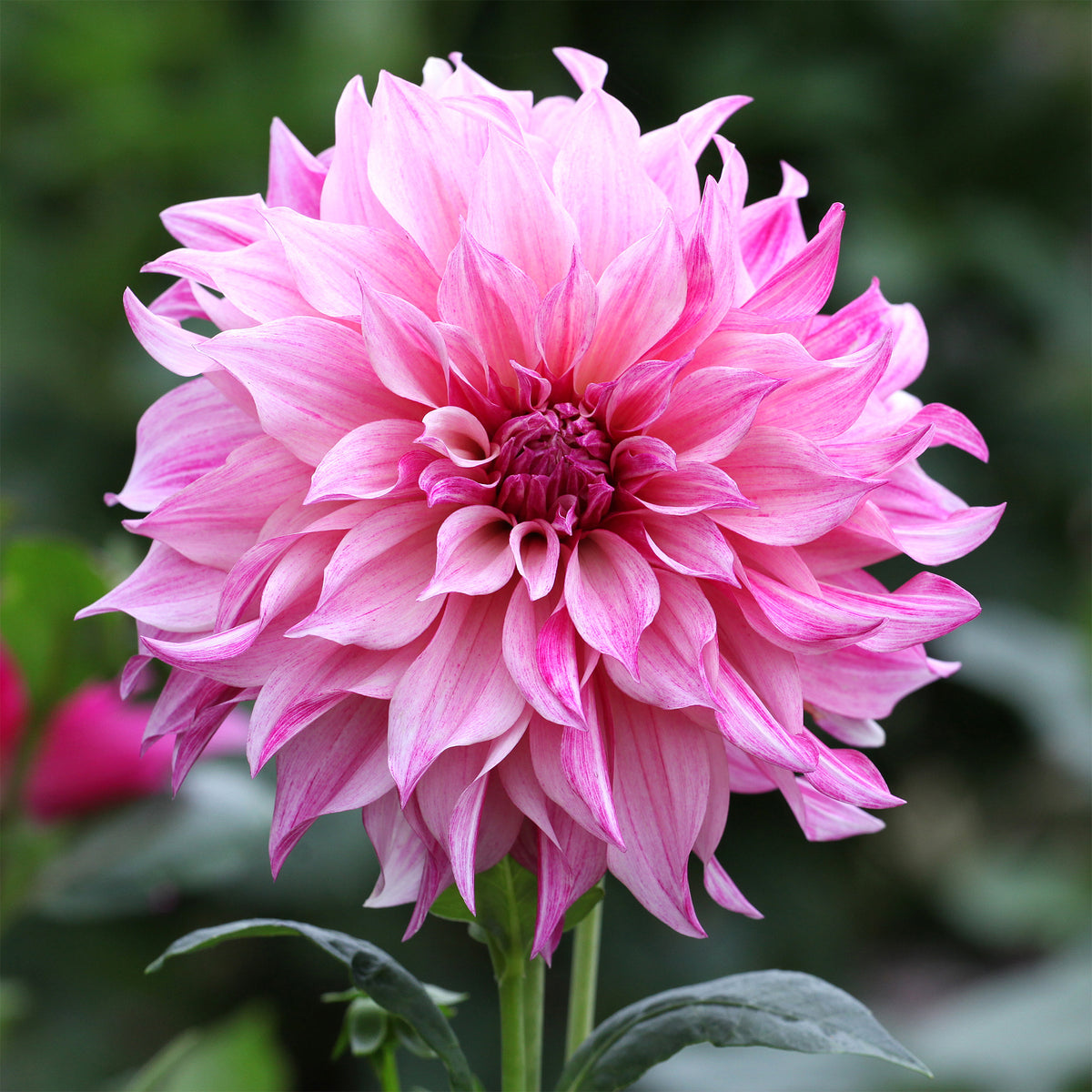 Dahlia géant Café au lait Rose - Willemse