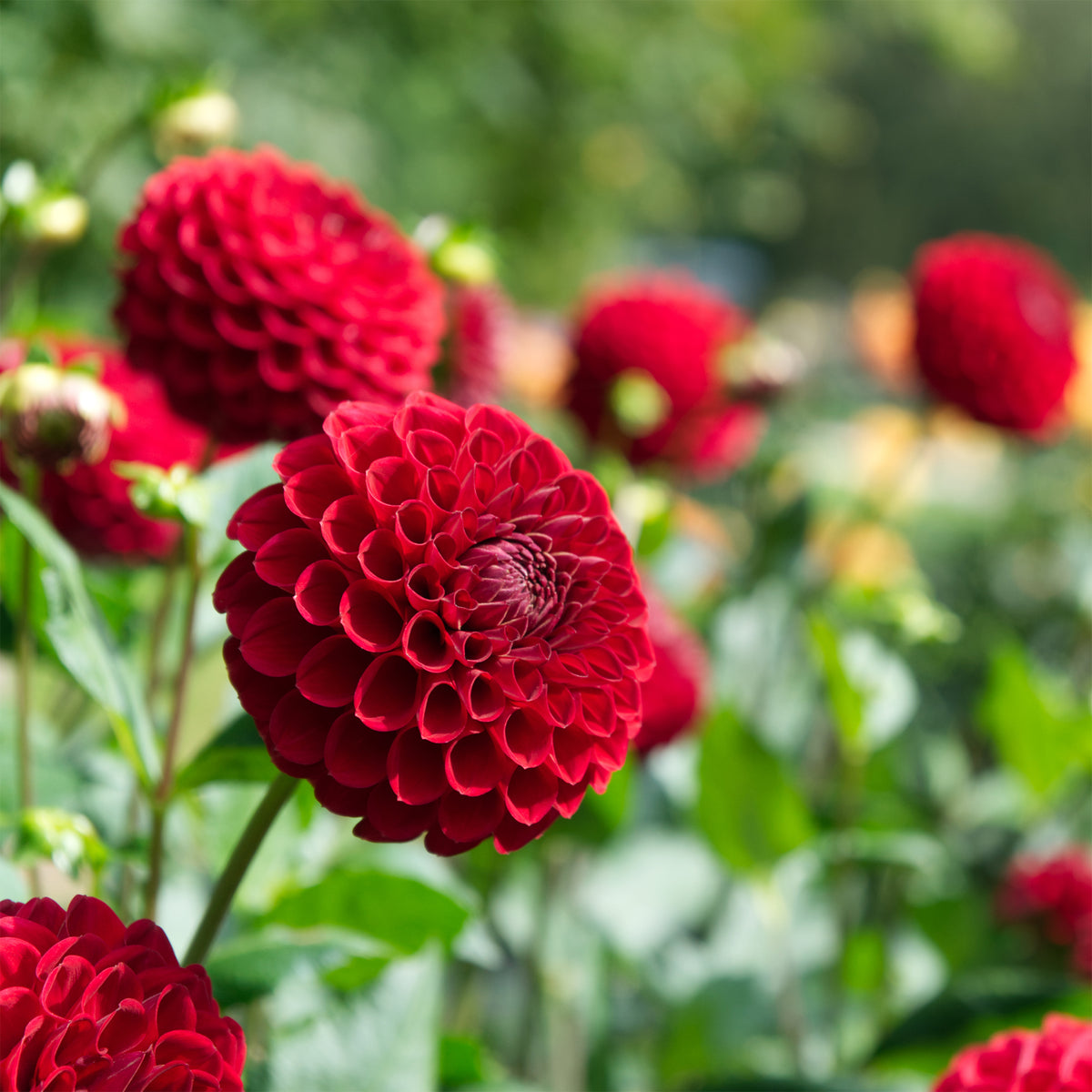 Dahlia Ball Cornel - Willemse