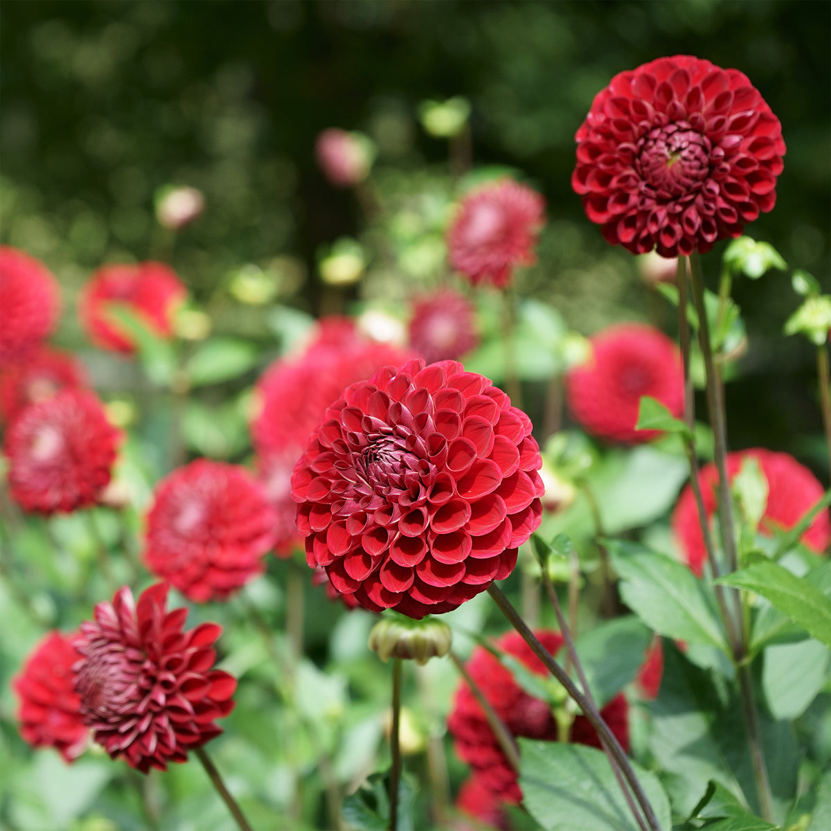 Dahlia Ball Cornel - Dahlia Cornel - Willemse