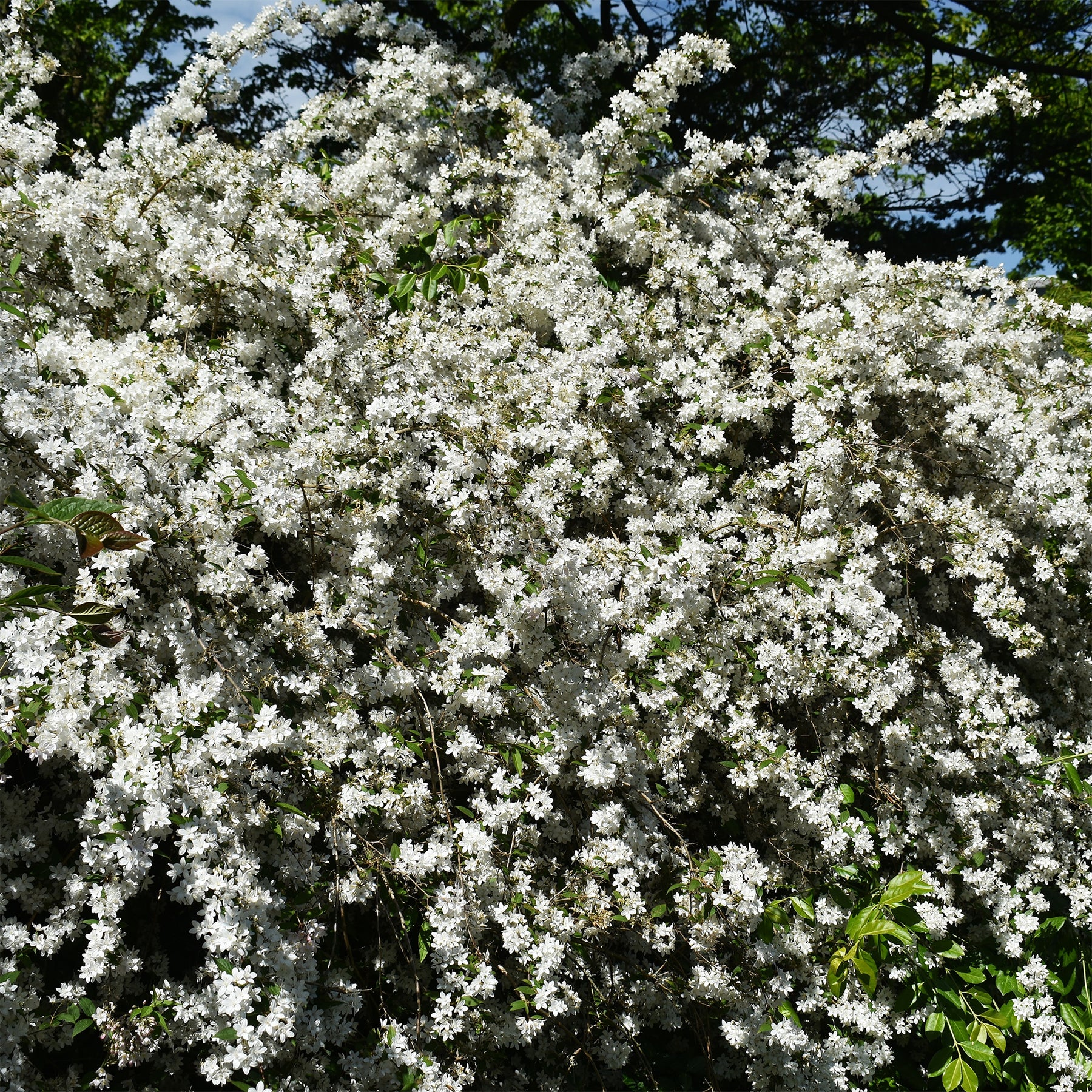 Deutzia gracilis Nikko - Deutzia nain Nikko - Deutzia