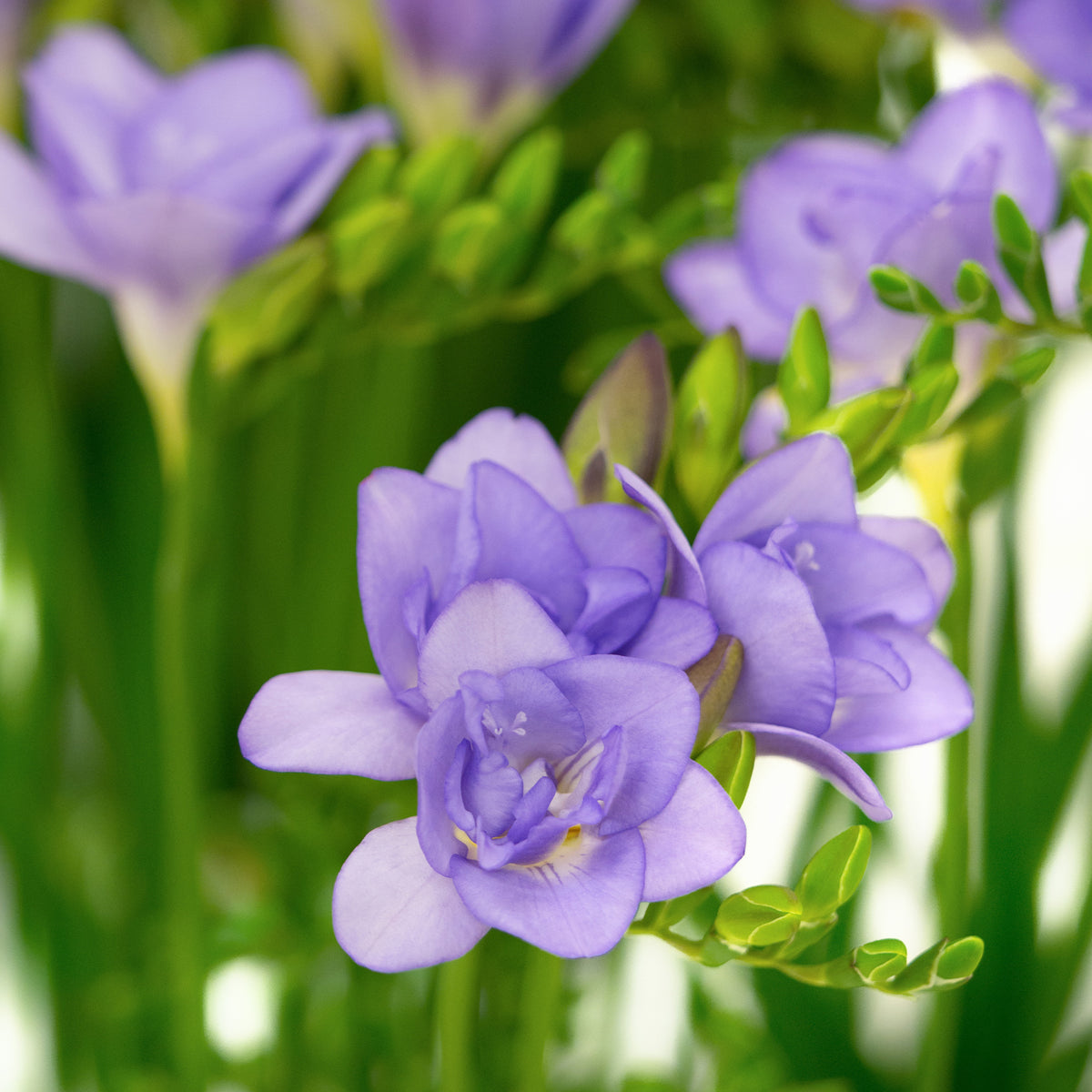 25 Freesias à fleurs doubles bleues - Willemse