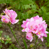 25 Freesias à fleurs doubles roses - Willemse