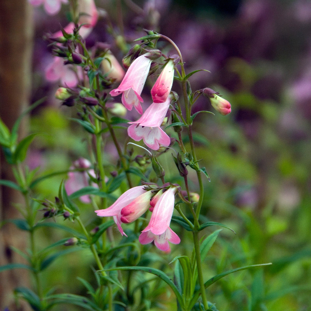 Galane Apple Blossom - Penstemon - Penstemon Apple Blossom - Willemse