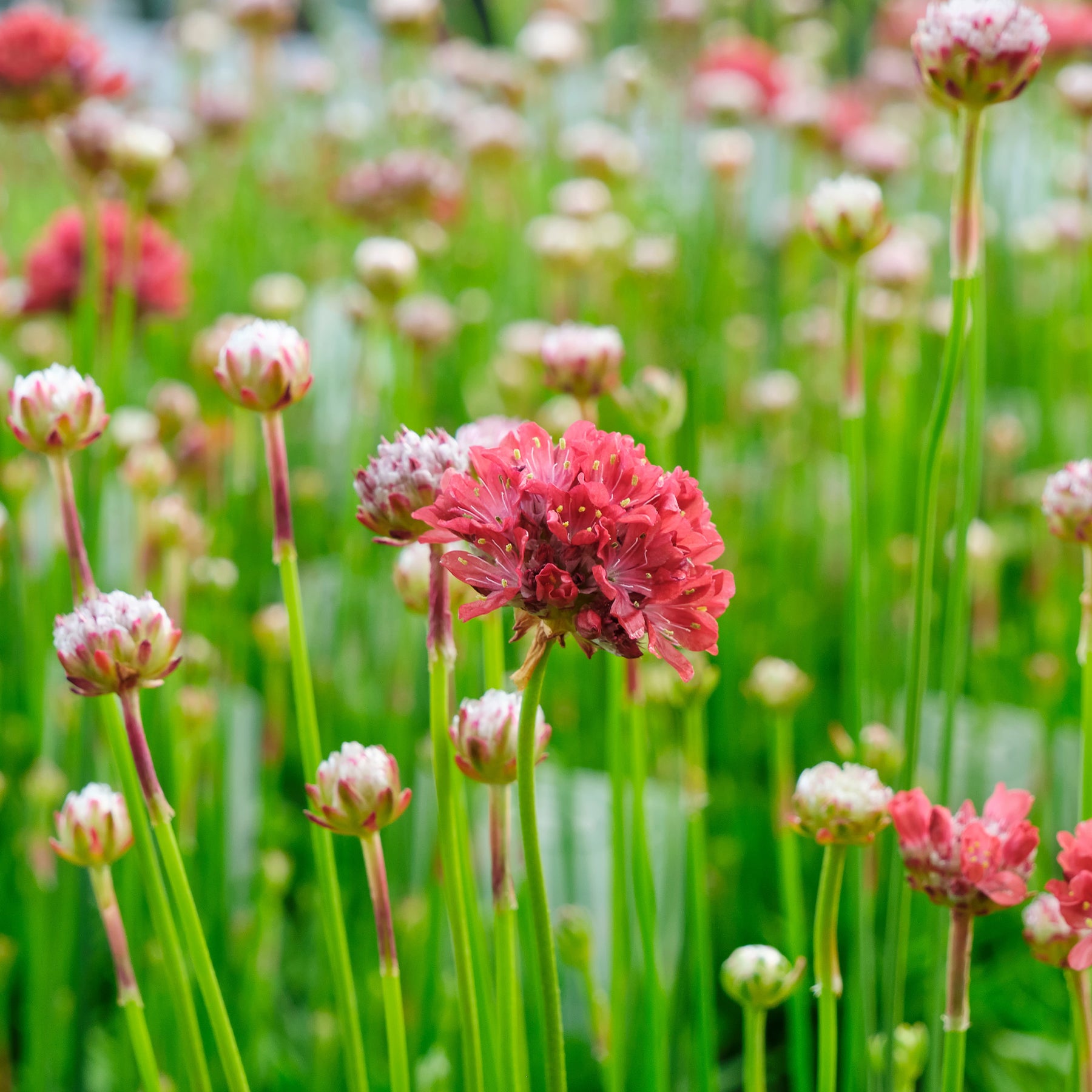 Armeria pseudarmeria Ballerina Red - Gazon d'Espagne Ballerina rouge - Gazon d'Espagne