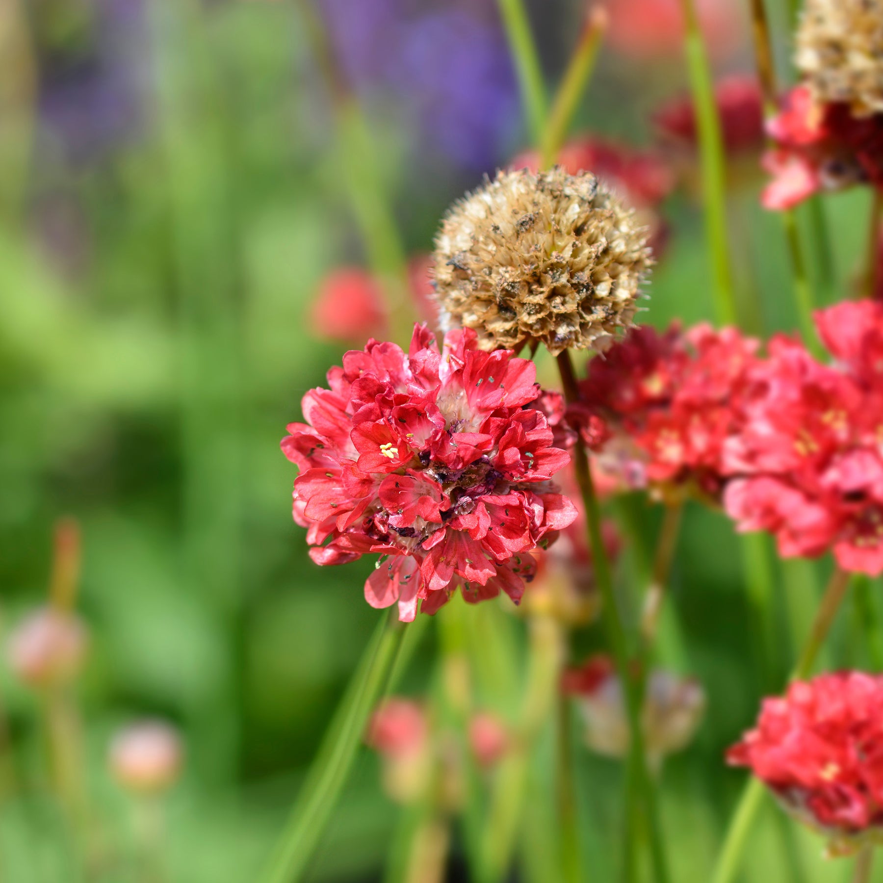 Gazon d'Espagne Ballerina rouge - Armeria pseudarmeria Ballerina Red - Willemse