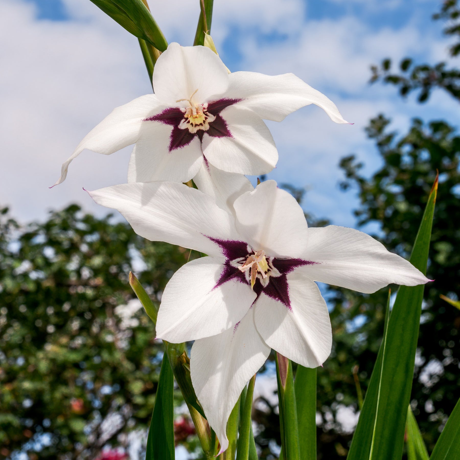 Gladiolus callianthus - 30 Glaïeuls dAbyssinie - Glaïeul