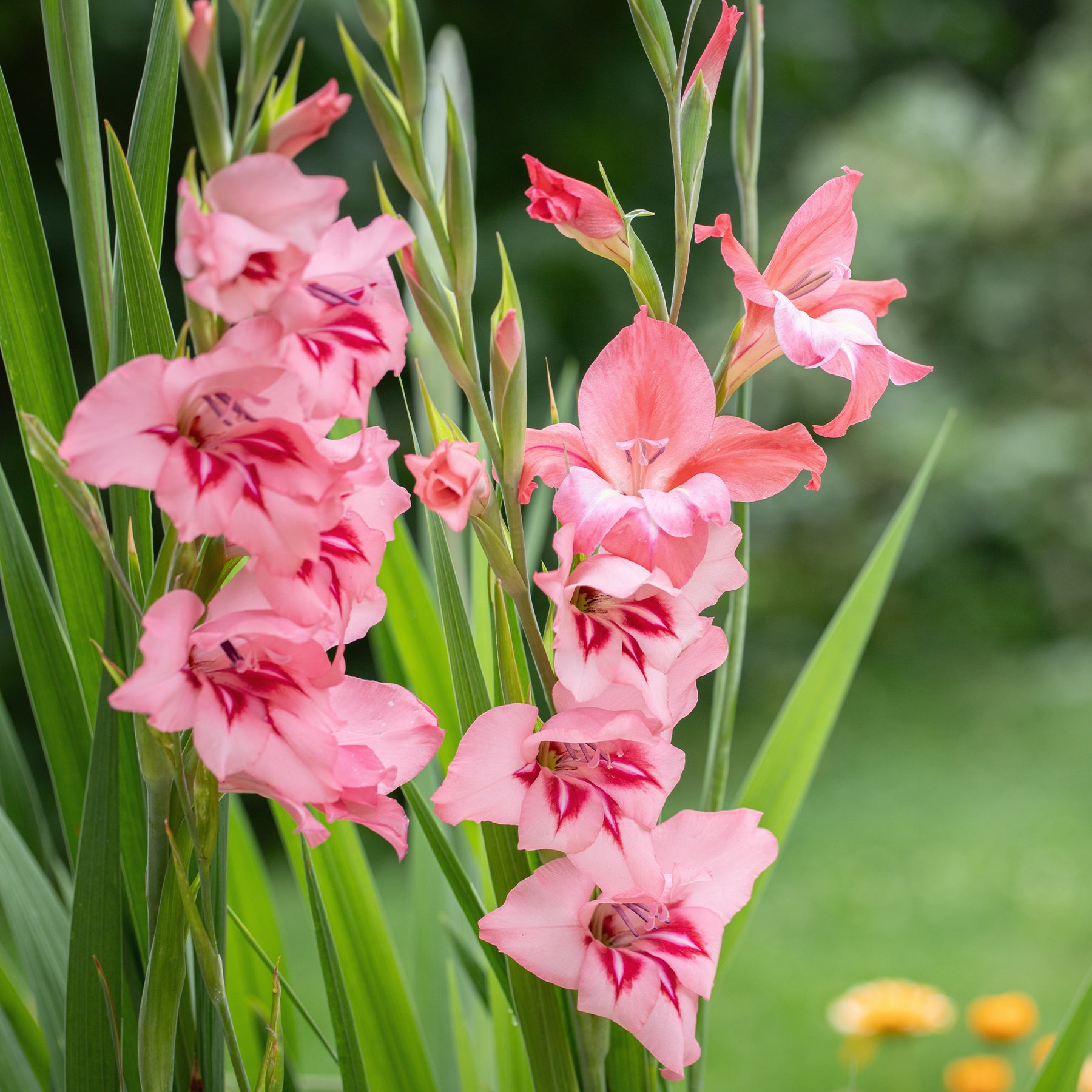 25 Glaïeuls nains roses - Gladiolus Dwarf Pink - Willemse