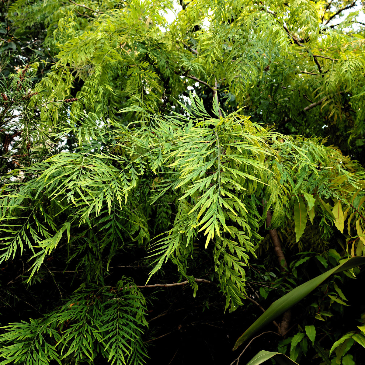 Grévilléa - Chêne soyeux d'Australie - Grevillea robusta - Willemse