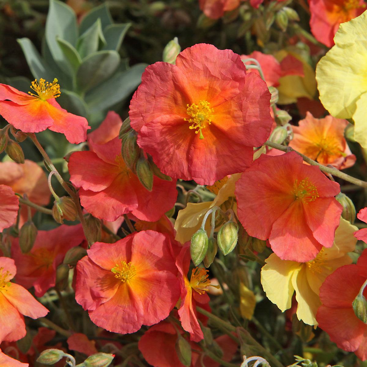 Hélianthème Tomato Red - Willemse