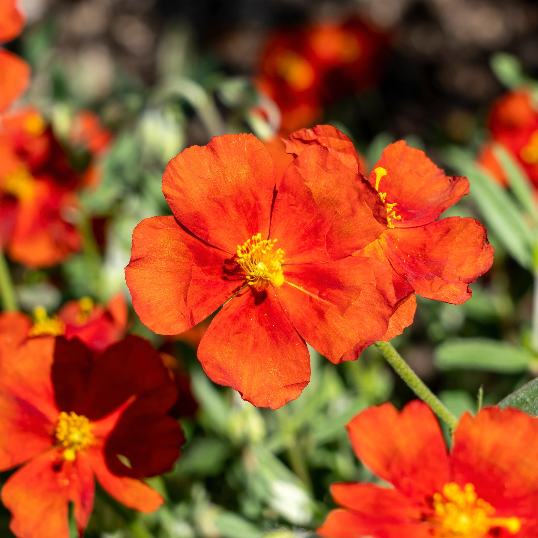 Helianthemum Tomato Red - Hélianthème Tomato Red - Hélianthèmes