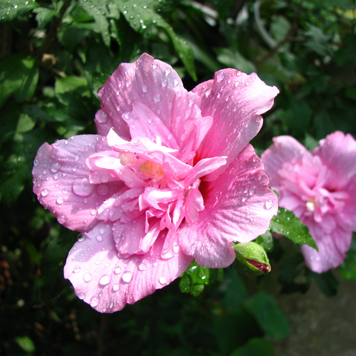 Hibiscus Ardens - Willemse