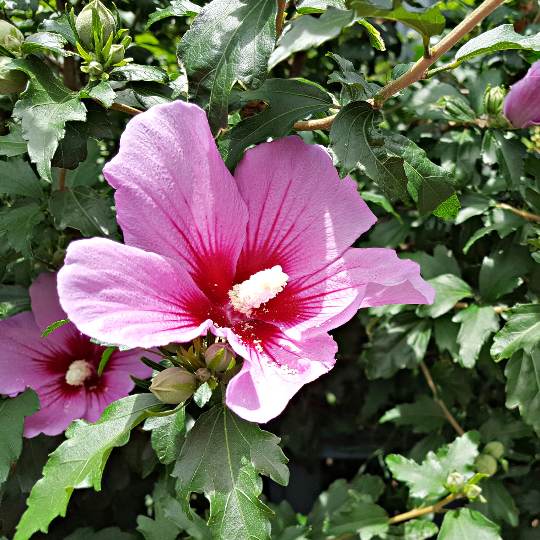 Hibiscus Flower Tower Purple ® - Hibiscus syriacus Flower Tower Purple ® - Willemse