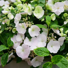 Hortensia Runaway Bride® Snow White - Willemse