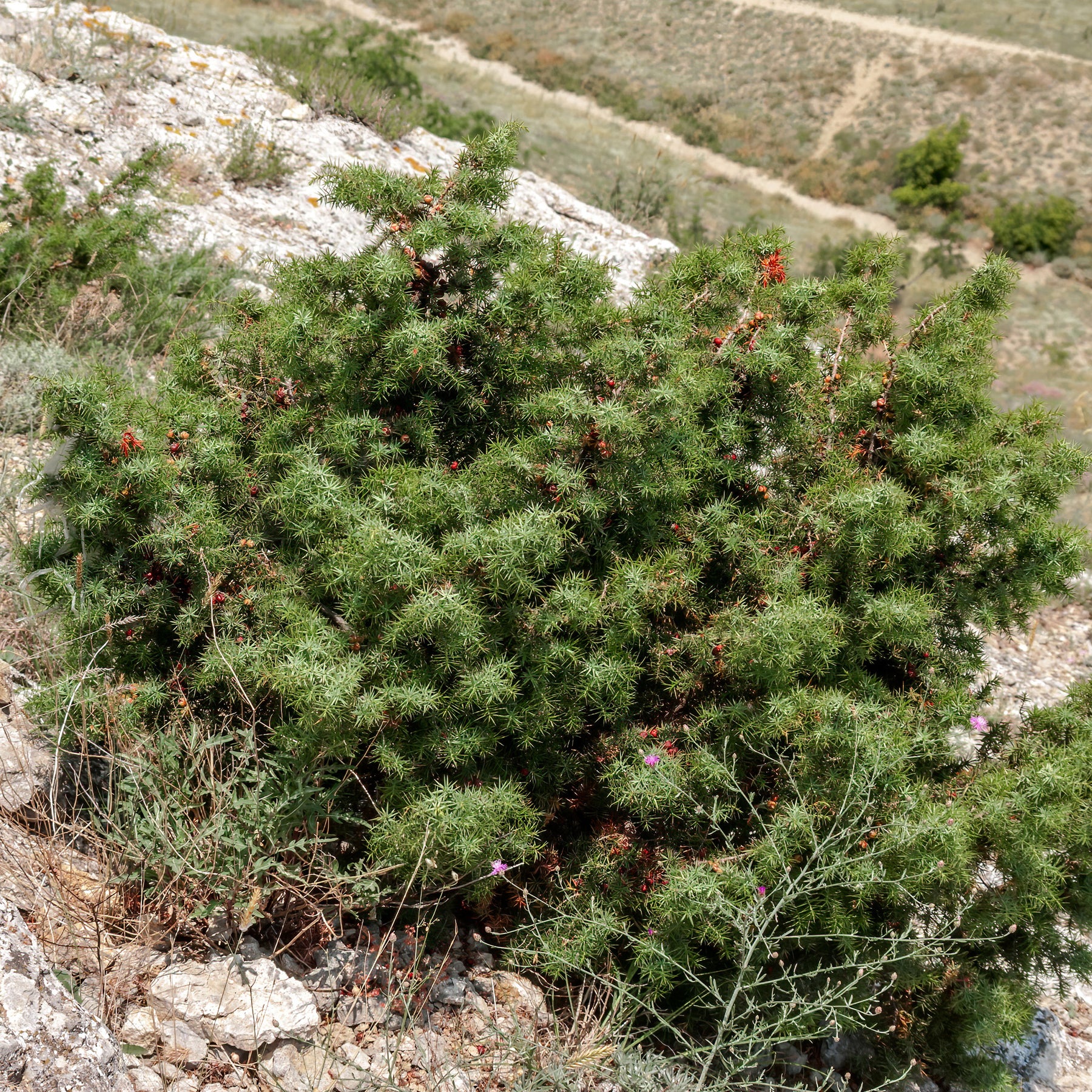 Juniperus oxycedrus - Genévrier oxycèdre - Cade - Conifères