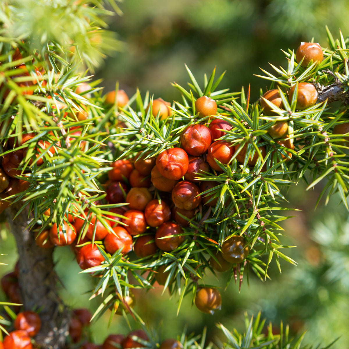 Genévrier oxycèdre - Cade - Juniperus oxycedrus - Willemse