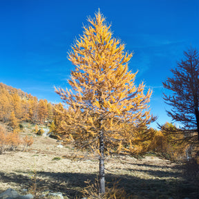 Larix decidua - Mélèze d'Europe - Conifères