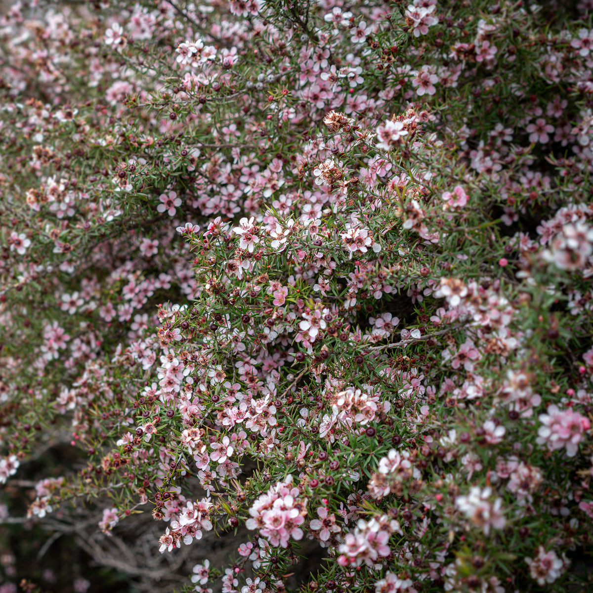 Arbre à thé Martini - Leptospermum scoparium Martinii - Willemse